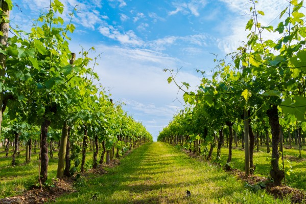 Le glyphosate perd une nouvelle bataille contre Générations Futures