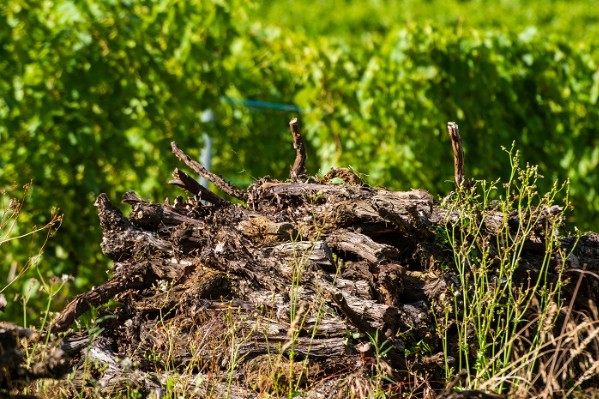 Formation aux bonnes pratiques contre la flavescence dorée dans le vignoble de Bourgueil