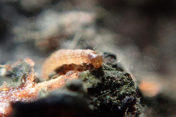  En biocontrôle, contre Cryptoblabes, il faut mettre le paquet !