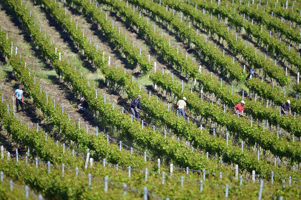 430 prestataires viticoles sous surveillance alors qu’un réseau de traite d’êtres humains est condamné   