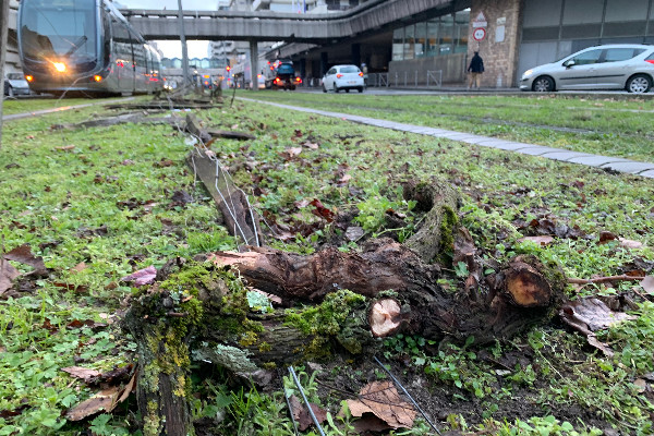 Vignerons de Bordeaux, vous voulez arracher ? Vous allez pouvoir postuler, enfin !