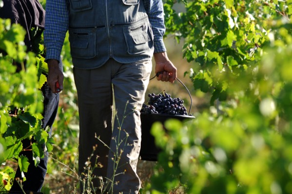 De meilleures indemnités pour les viticulteurs en arrêt et leurs jeunes collaborateurs