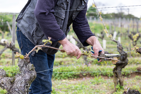 Le Sénat pérennise et renforce l’exonération de l’emploi saisonnier dans le vignoble