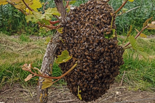 Des abeilles plein les vignes