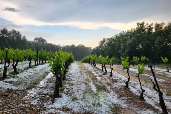 La grêle saccage les vignes et ruine les espoirs de vendange dans le Gard 
