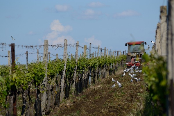  Quels impacts environnementaux des itinéraires viticoles sans désherbage chimique ?