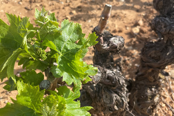 À sec, 'le vignoble est en train de mourir tranquillement'