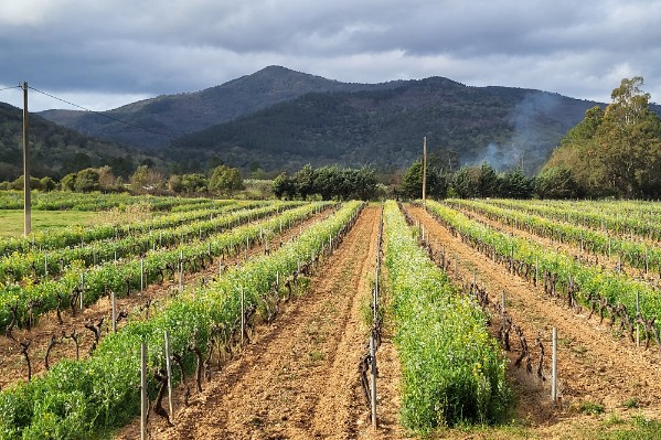 Les vignerons provençaux veulent gérer durablement leurs sols 