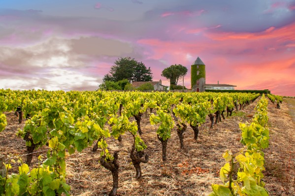 Un vent d’optimisme dans les vignes du Muscadet !