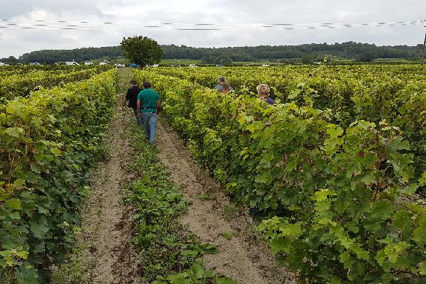  Plus question de courir après la flavescence dorée dans les zones dites d'enrayement