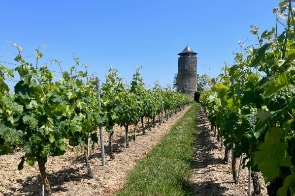 Douceur angevine et vigilance oïdium