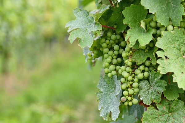 Biocontrôle et extraits de plantes peu concluants contre le mildiou en année sèche