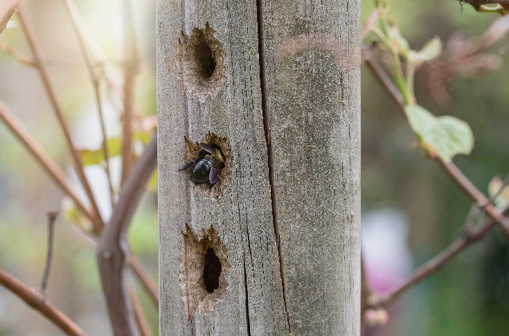 Le Conseil d’État juge la vigne attractive pour les abeilles et retoque l’arrêté phytos pollinisateurs