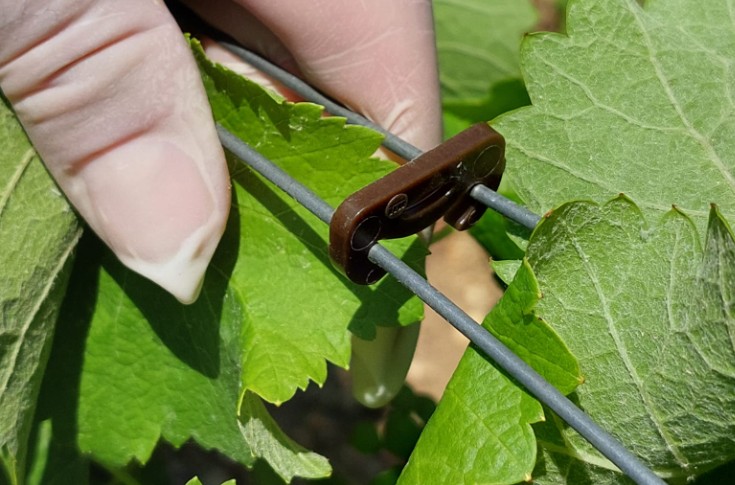 Cette agrafe de palissage confuse eudémis jusqu’aux vendanges