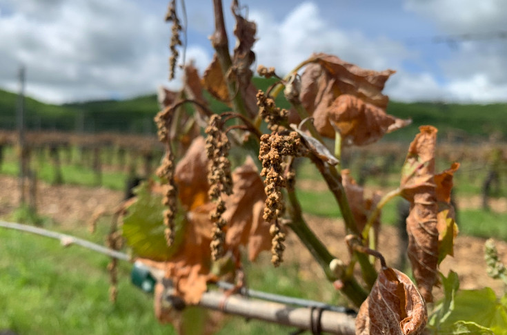 Dégoûtés, les vins de Cahors ne croient plus en l’État