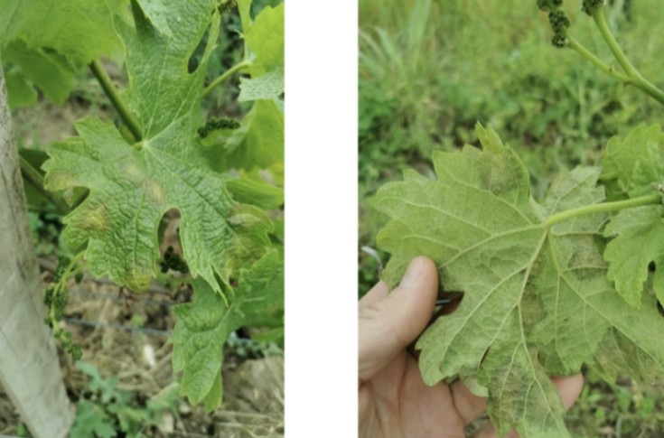 Le mildiou prêt à contaminer l’ensemble du vignoble bordelais