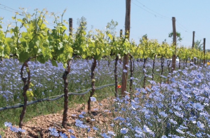 Ombrage et irrigation à l'essai dans les vignes pyrénéennes