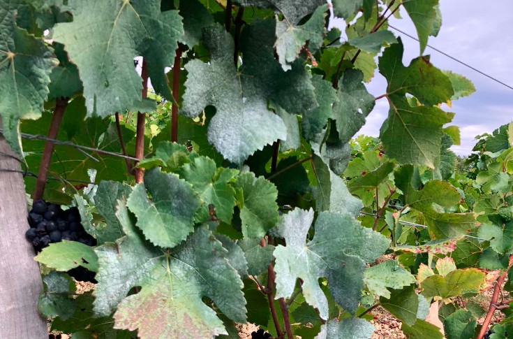 Appliquer du kaolin permettrait de diminuer le degré alcoolique des vins
