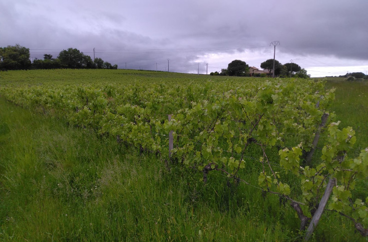 Les vignes en friche font monter la pression mildiou et la température bordelaise
