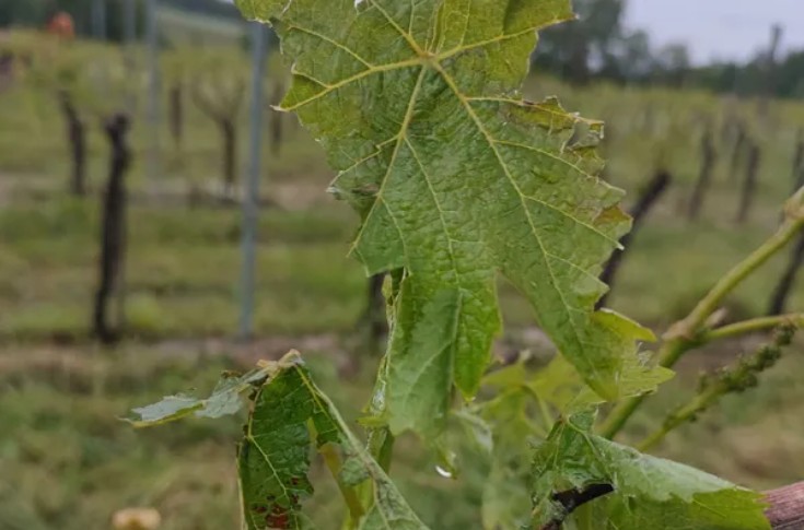 La grêle retourne 500 ha de vignes à Bergerac et Monbazillac