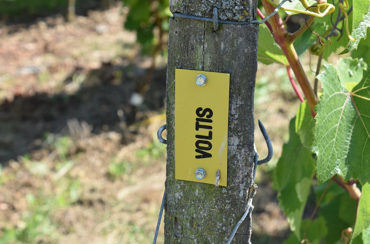 Les 10 cépages que les vins d’Anjou-Saumur veulent expérimenter pour l'avenir