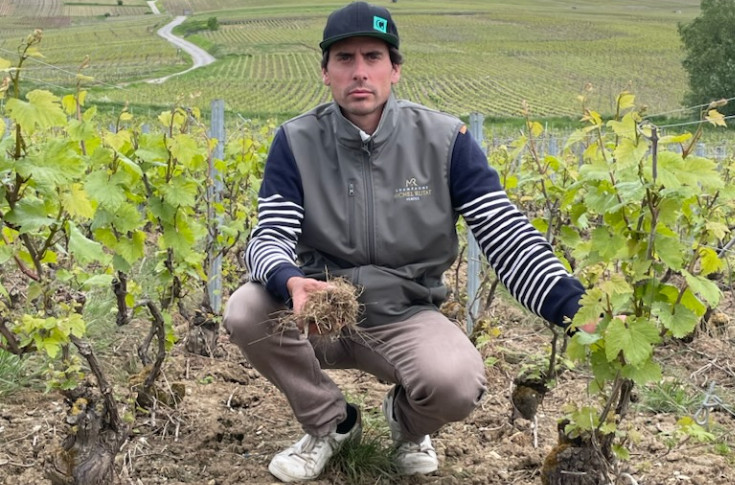 Ses vignes bio désherbées par erreur