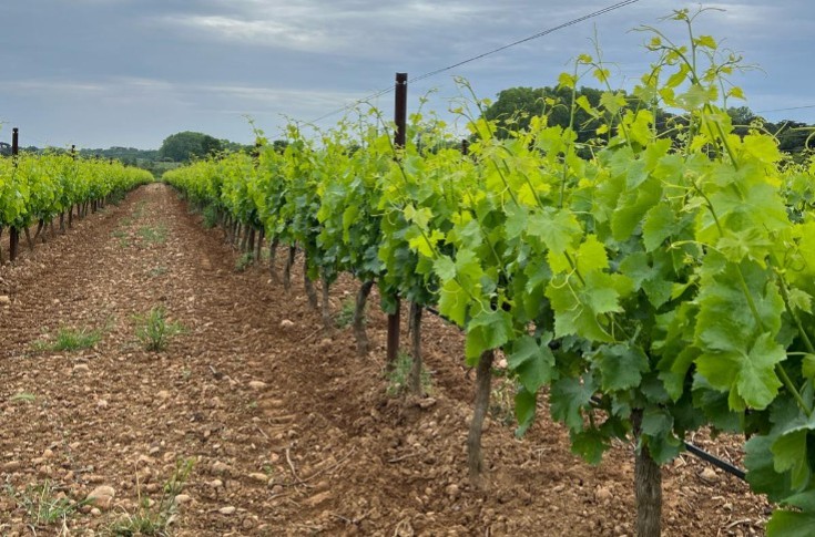 Premières fleurs et taches de mildiou dans le vignoble gardois
