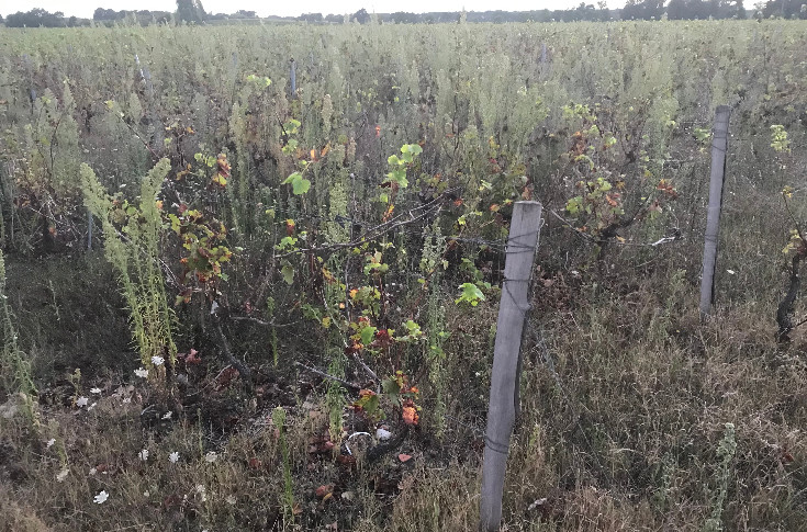 Le gouvernement se friche des vignes à l’abandon tonnent les vins AOC