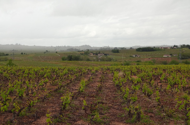 Après la pluie... la pluie dans les vignes du Beaujolais