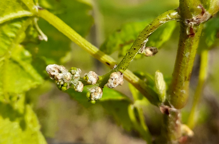 Ça ne file pas droit dans les vignes du Muscadet