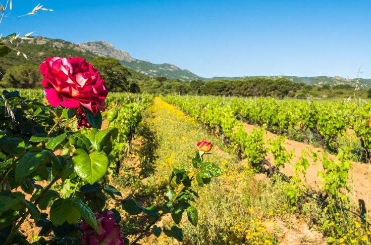 Un début de millésime idéal pour les vignerons corses