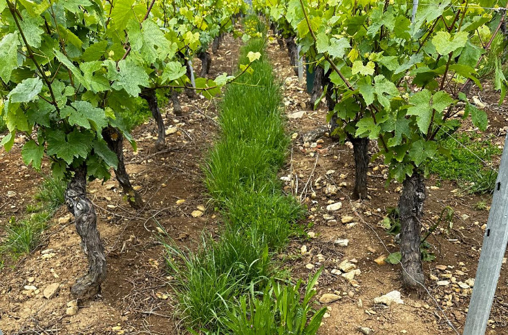 Les vignes aux prises avec l’herbe et le mildiou