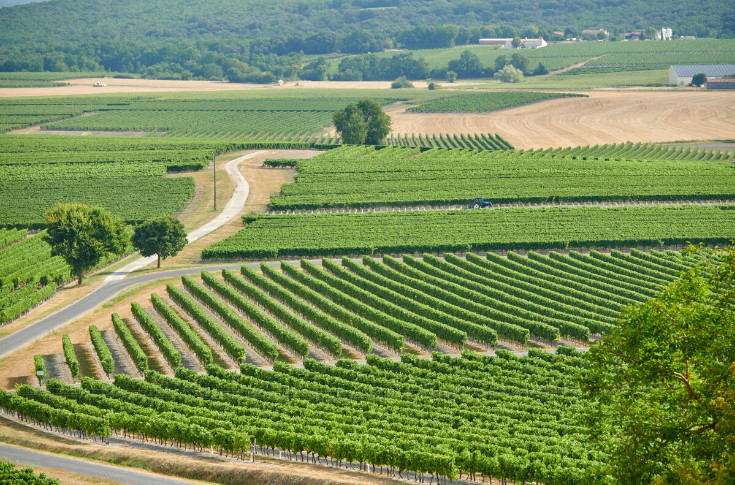 Cognac se prépare au pire pour éviter tout débordement de vins blancs