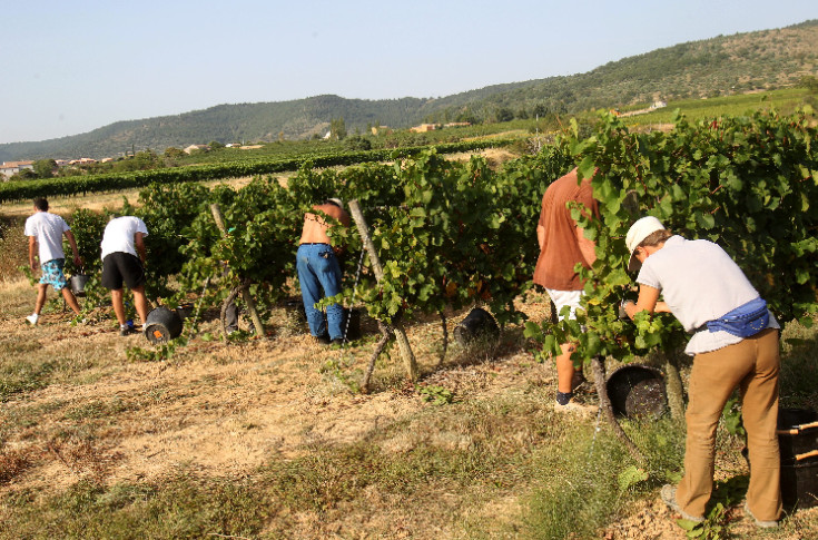 Pourquoi confier ses vendanges manuelles à un prestataire de service est 