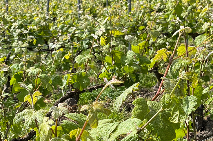 Le mildiou sous contrôle dans les vignes de Champagne