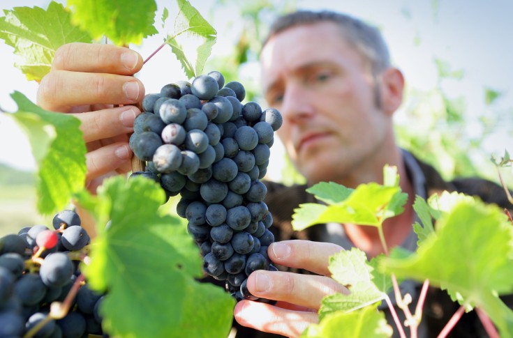 Un livre blanc pour tout savoir sur le cuivre en viticulture