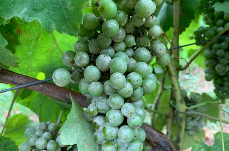 L’antioïdium Luna Sensation/Luna Xtend de Bayer perd son usage vigne