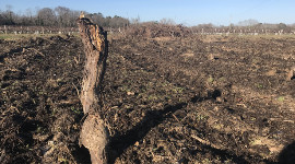 Un sondage pour chiffrer l'arrachage des vignes  2 500 et 4 000 ?/ha