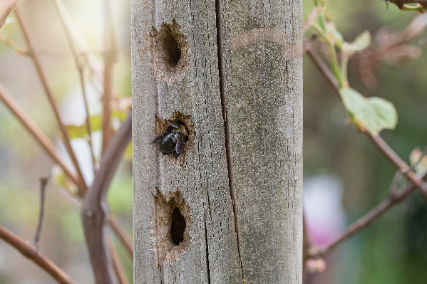 Le Conseil d’État juge la vigne attractive pour les abeilles et retoque l’arrêté phytos pollinisateurs