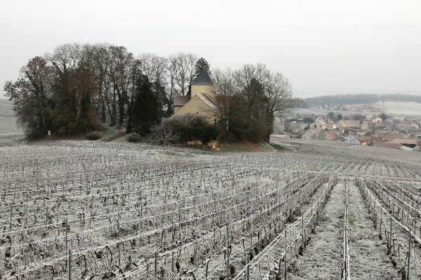 Encore difficile de chiffrer les dégâts de gel dans les vignes de Champagne