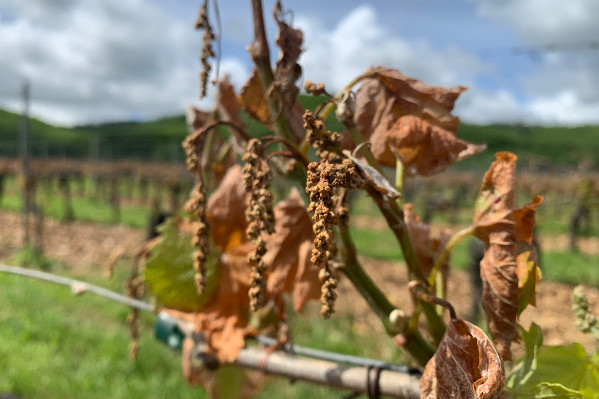 Dégoûtés, les vins de Cahors ne croient plus en l’État