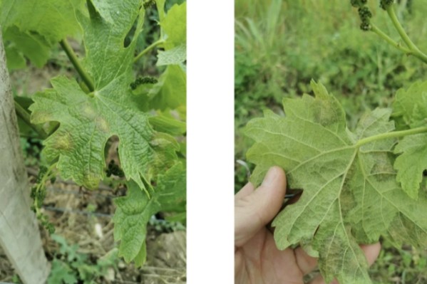 Le mildiou prêt à contaminer l’ensemble du vignoble bordelais