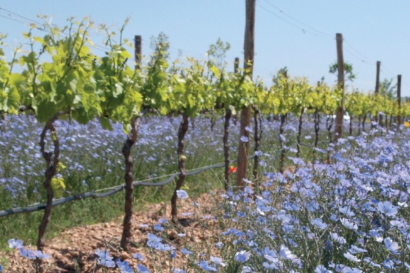 Ombrage et irrigation à l'essai dans les vignes pyrénéennes