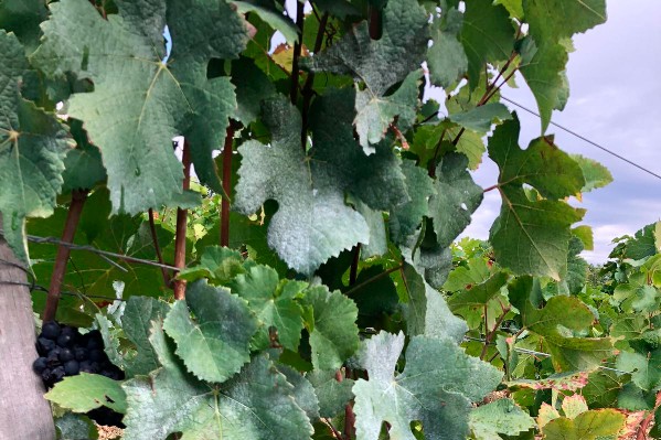 Appliquer du kaolin permettrait de diminuer le degré alcoolique des vins