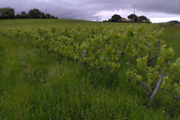 Les vignes en friche font monter la pression mildiou et la température bordelaise