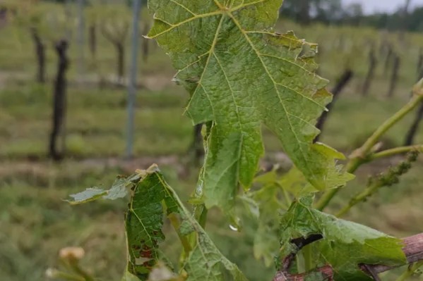 La grêle retourne 500 ha de vignes à Bergerac et Monbazillac