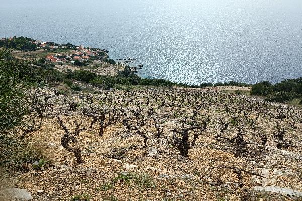 Coup de chaud sur le cépage plavac mali en Croatie