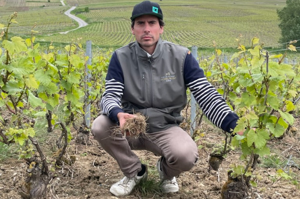 Ses vignes bio désherbées par erreur