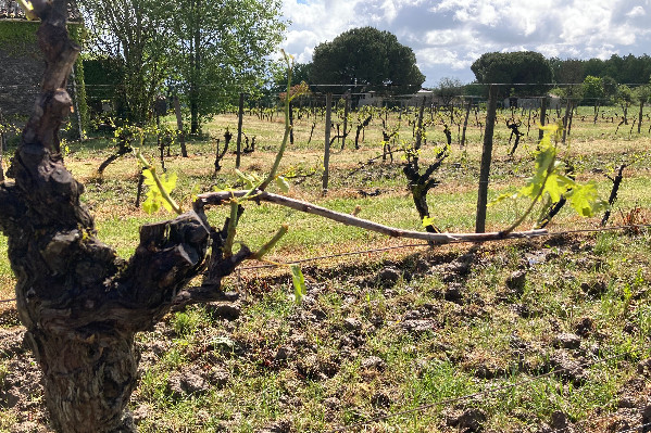 2 264 ha de vignes grêlées et de vignerons découragés face au mildiou