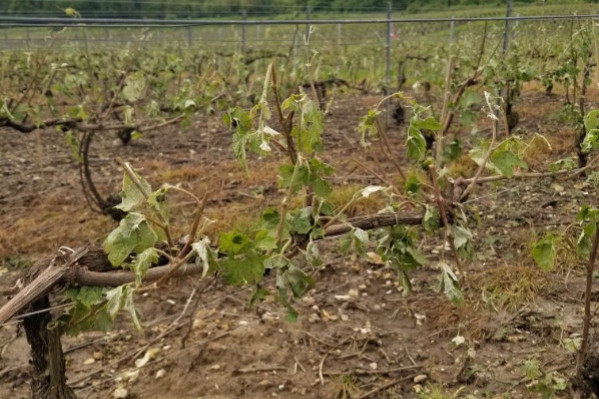 La grêle ratiboise 200 ha de vignes champenoises